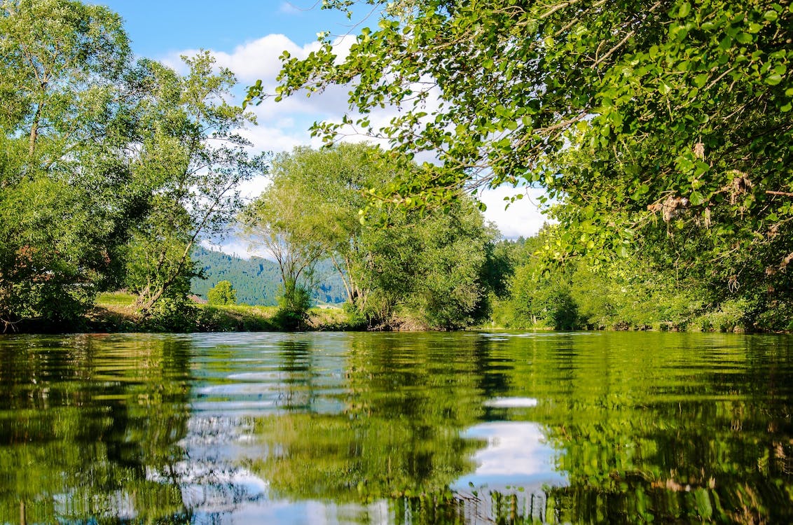 How Tree Plantation is Saving our Rivers: From Canopy to Riverbed