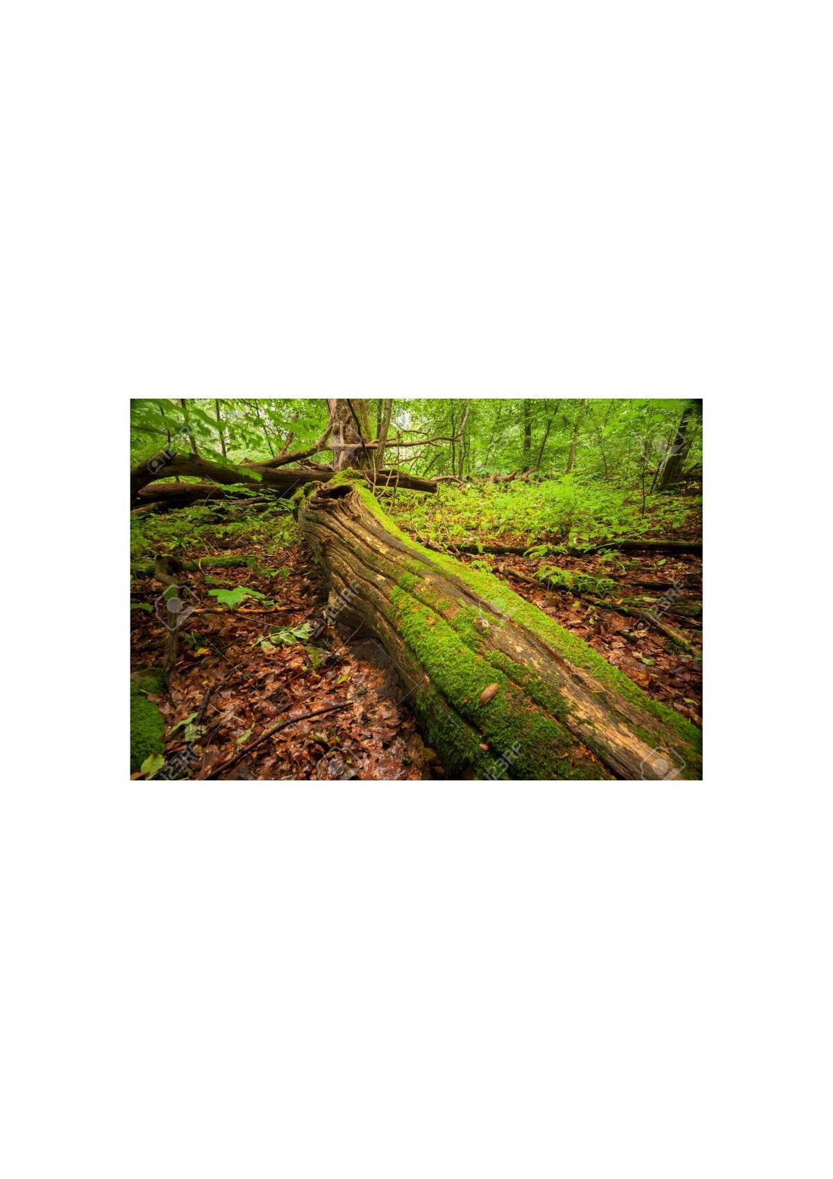 Unveiling the Top 10 Threats to Trees: A Call to Action