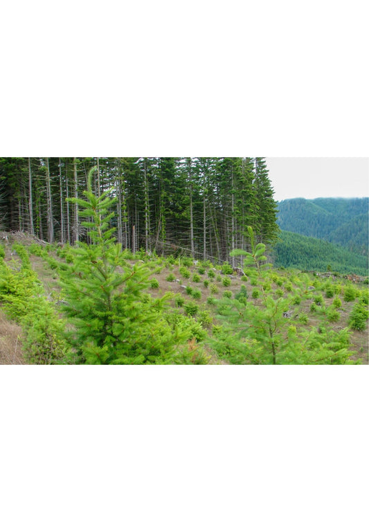Reforesting Our Tomorrow: A Guide to Effective Tree Plantation Strategies