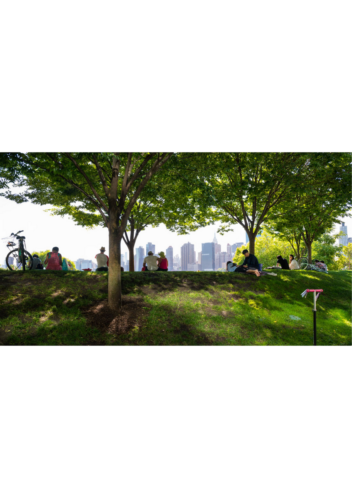 How Trees Tackle Common Air Pollutants: Nature's Air Purifiers