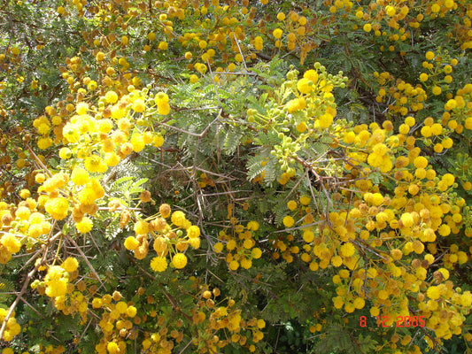 Shailendra Tree: Guardian of Arid Landscapes