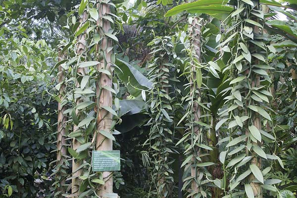 Vanilla Tree Growing Guide: Grow Flavorful Paradise at Home – Grow ...