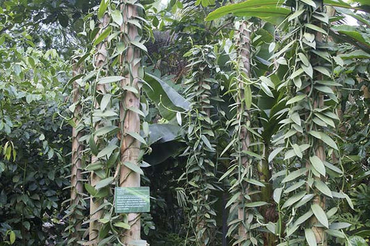 Vanilla Tree: Unlocking the Secrets to Growing Your Own Flavorful Paradise