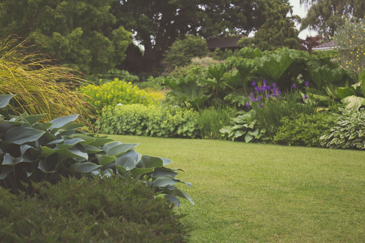 Incorporating Tree Plantation into Your Home Garden: Complete Guide