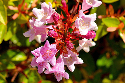 Glossy Abelia (Abelia grandiflora) Tree