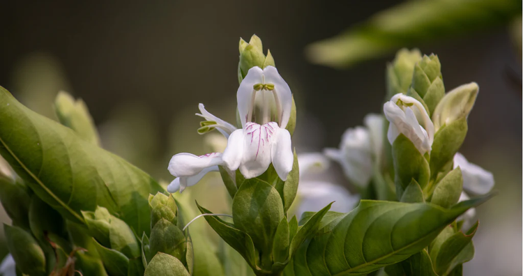 Uda Tree Adusa Tree: Unveiling the Ancient Healing Secrets and Ecological Brill ...