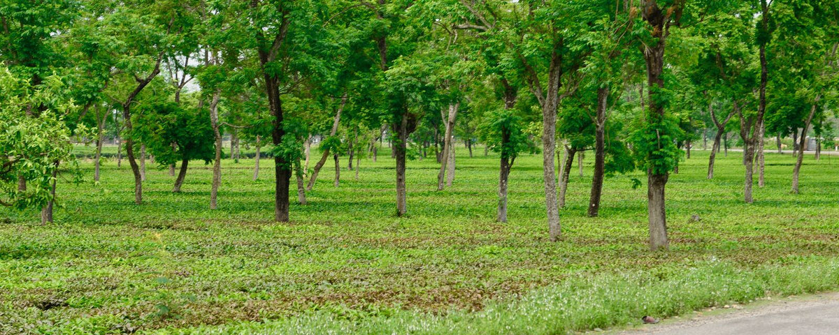 Rows of fruit and timber trees on an agroforestry farm
