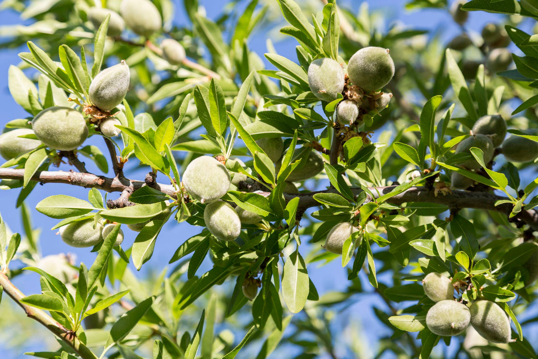 Indian Almond Tree: Canopy of Tropical Splendor