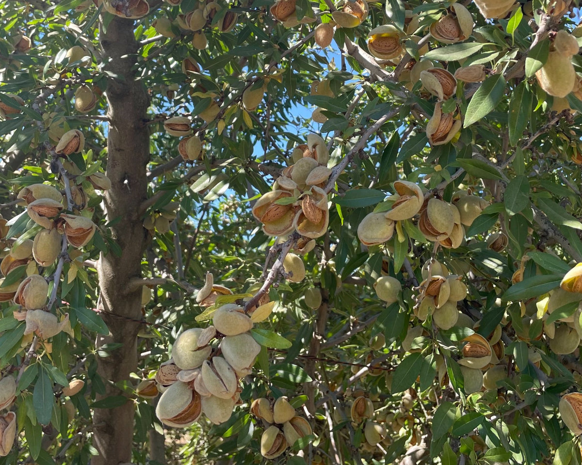 Local Badam Badam Tree: Cultivating Health, Culture, and Community – Grow Billion Trees
