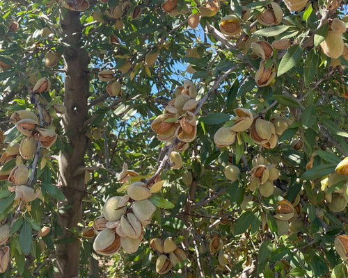 Badam Tree