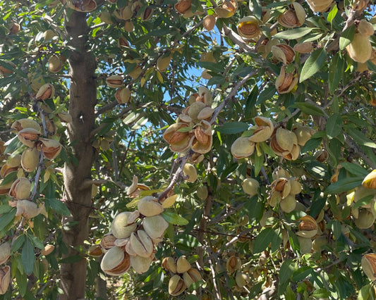 badam-almond-tree