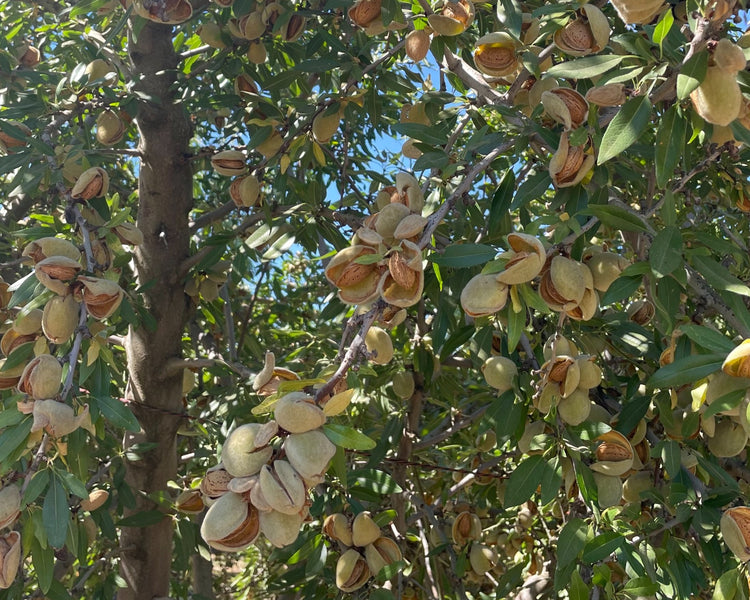 Badam Tree: Cultivating Health, Culture, and Community – Grow Billion Trees