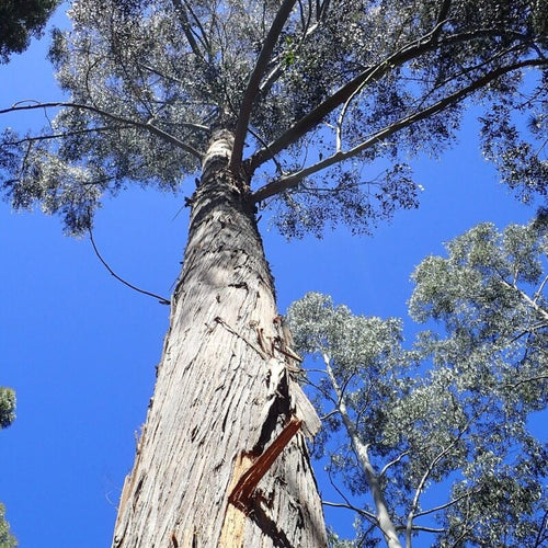 Alpine Ash Tree