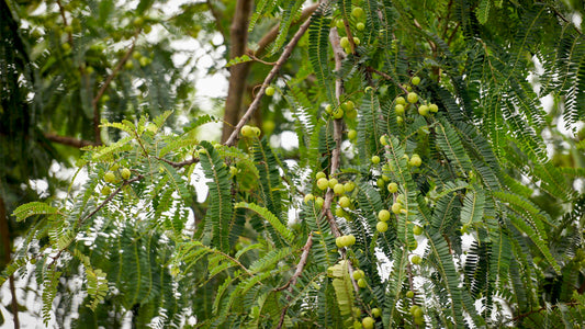 Amla Tree: Environmental Impact and Sustainable Cultivation