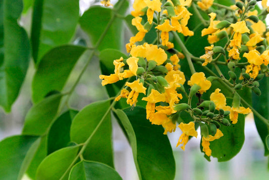 Andaman Padauk Tree: Discover the Hidden Treasures and Benefits of This Stunning Tropical Marvel!