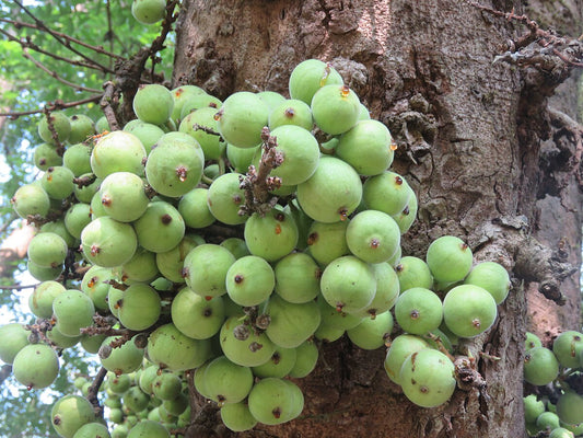 Indian Cork Fig: A Unique Treasure of Nature