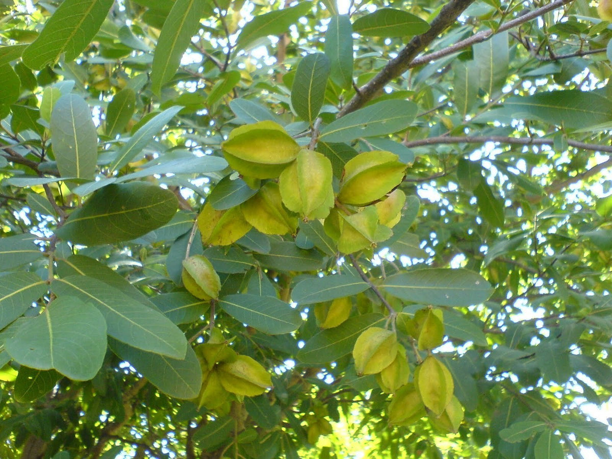 Arjuna Tree: Graceful Guardian of Heart Health