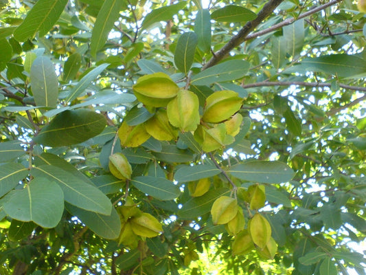 Arjuna Tree: Graceful Guardian of Heart Health