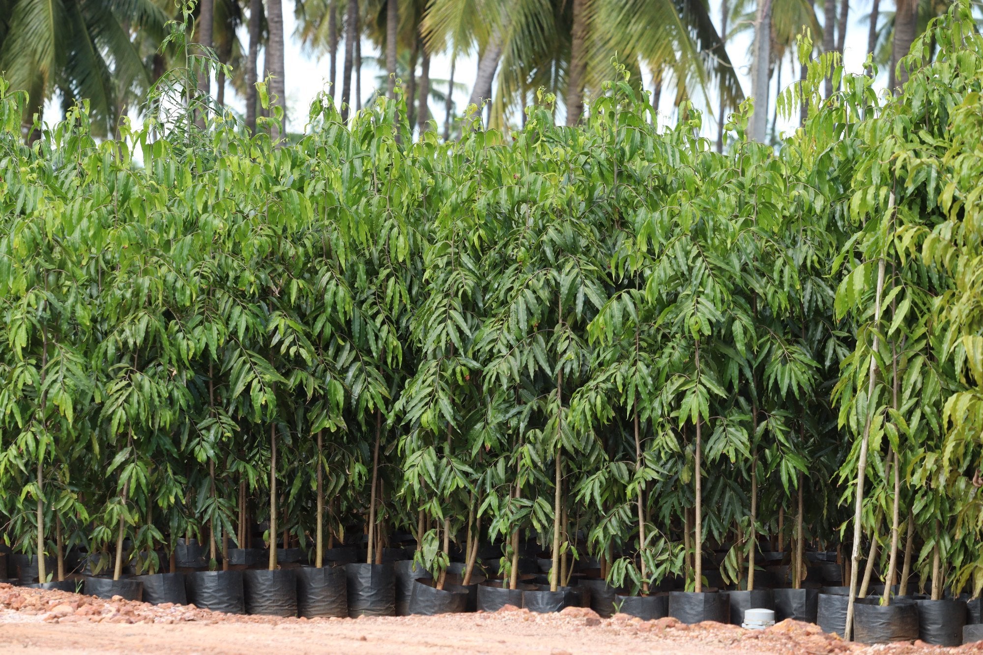 Ashoka Tree: The Blossoms of Hope – Grow Billion Trees