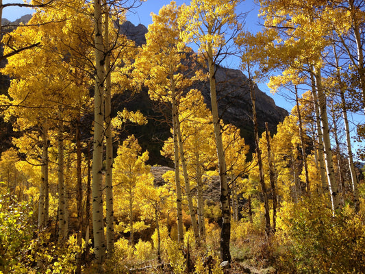 Aspen Tree: Unveiling the Secrets of Nature's Golden Wonder
