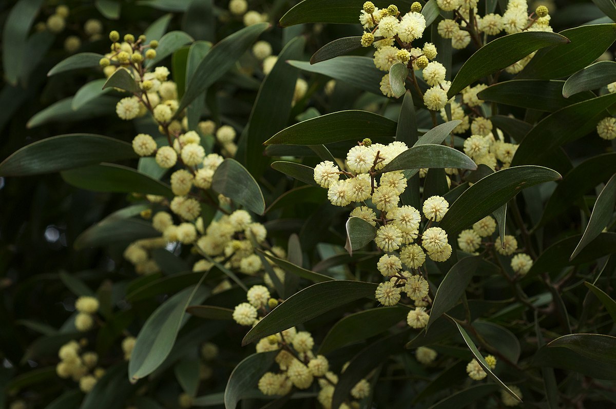 Australian Blackwood Tree: The Ultimate Guide to This Stunning Native Gem