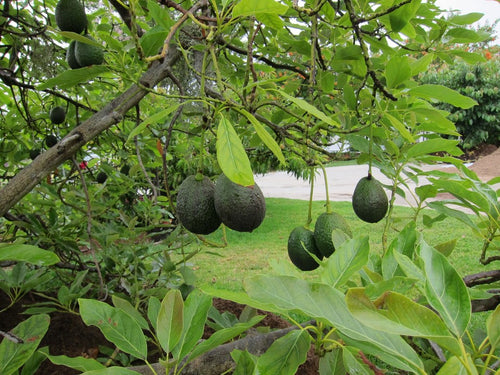 Avocado Tree