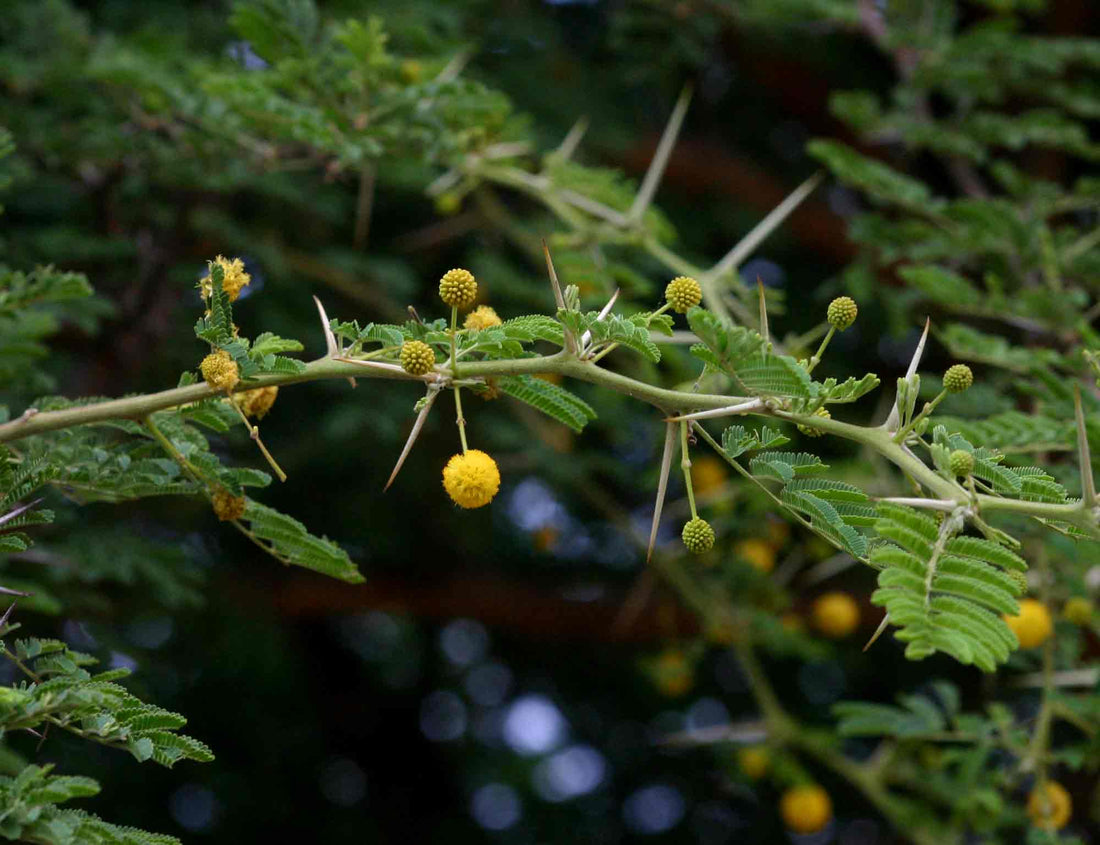 Babul Trees: Their Resilient Nature