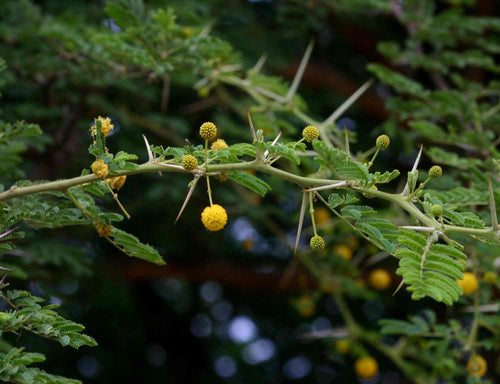 Babul Trees