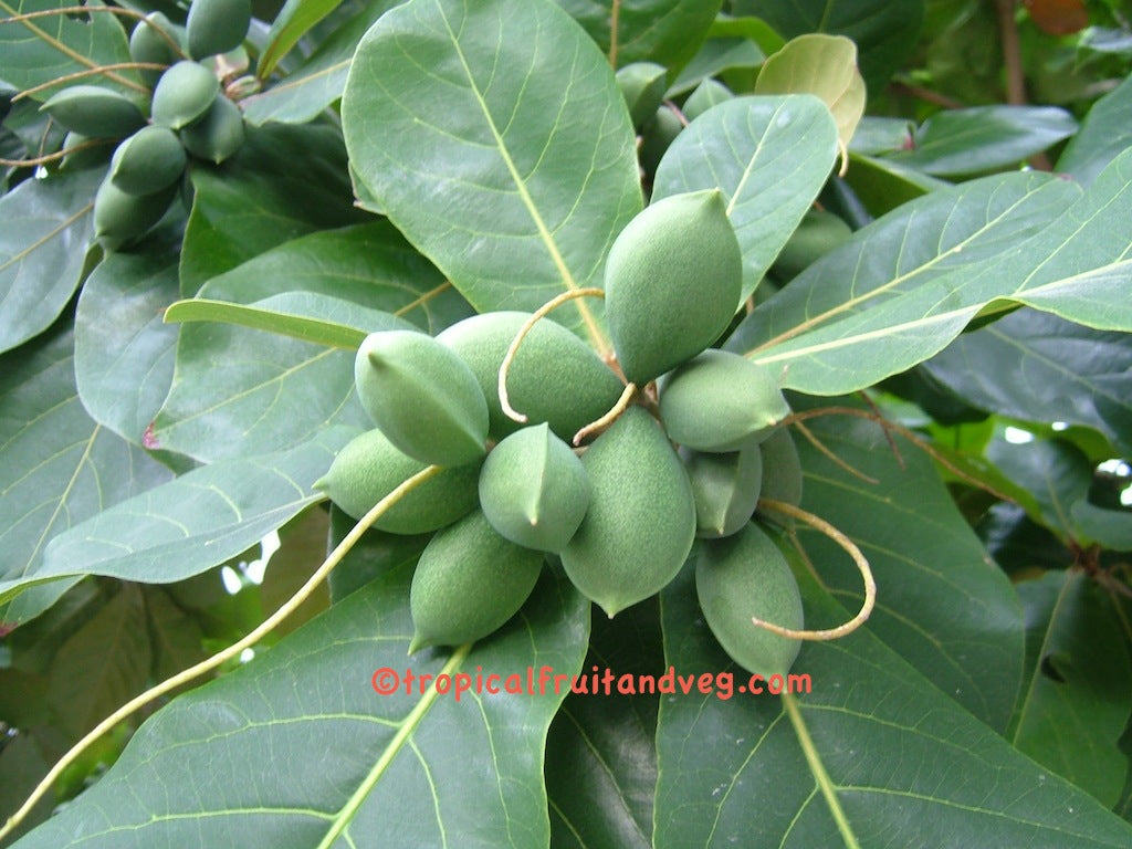 Wild Badam Tree: Nutritional Value, Shade Provider, and Biodiversity Hero