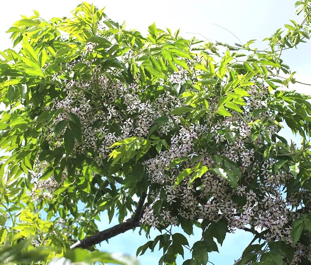 Bakain Tree: Nature\u2019s Pest Control, Medicinal Uses, and Eco-Friendly Champion