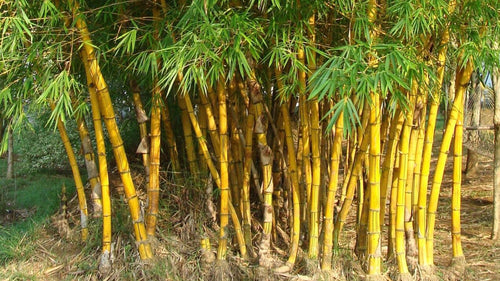 Bamboo Tree