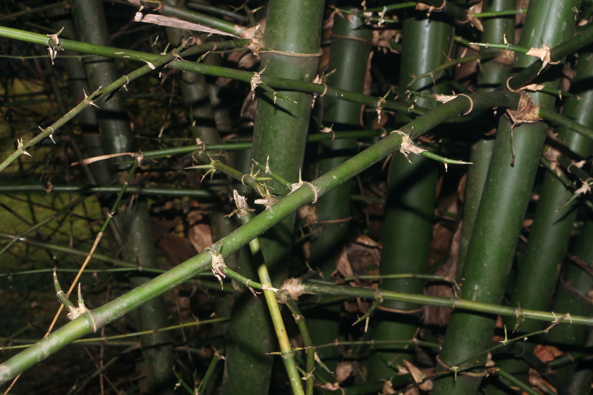 Giant Thorny Bamboo: India's Towering Green Guardian