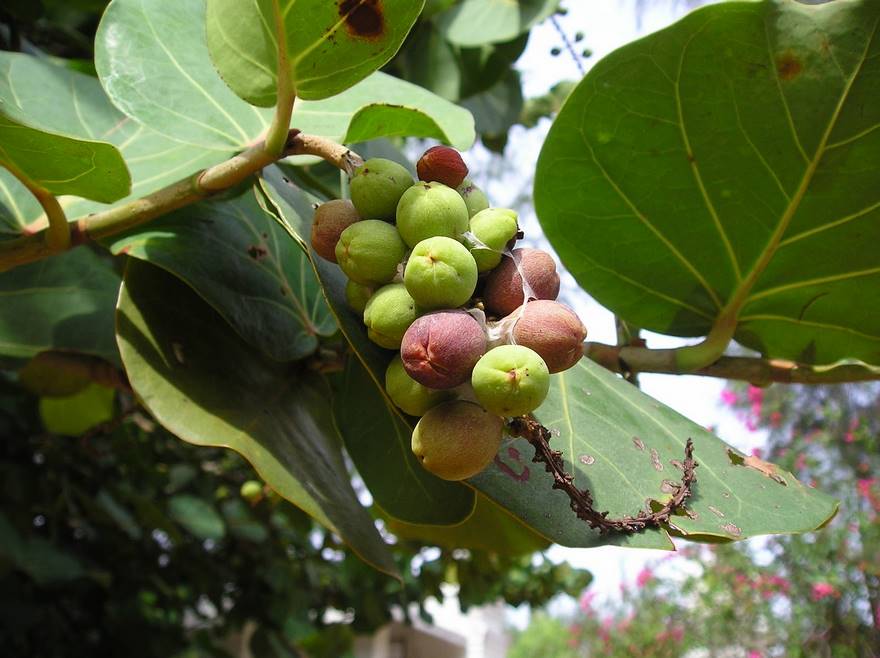 Peepal Tree Rishikesh Peepal Tree: Its Ecological & Spiritual Significance – Grow Billion Trees