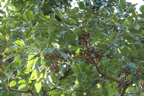 Behada Tree