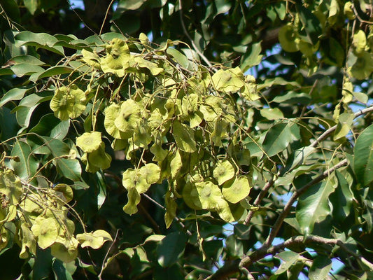 Bija Tree: Uncovering the Majestic Secrets of Nature’s Timeless Healer and Ecological Guardian