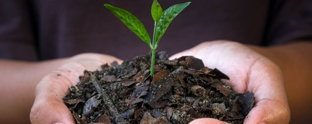 Hands holding dark biochar-rich soil with a young seedling