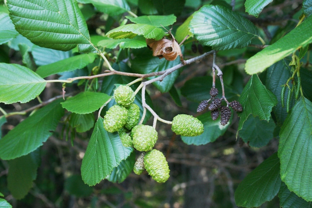 Black Alder Tree: Nature's Resilient Wonder for Ecosystem Restoration