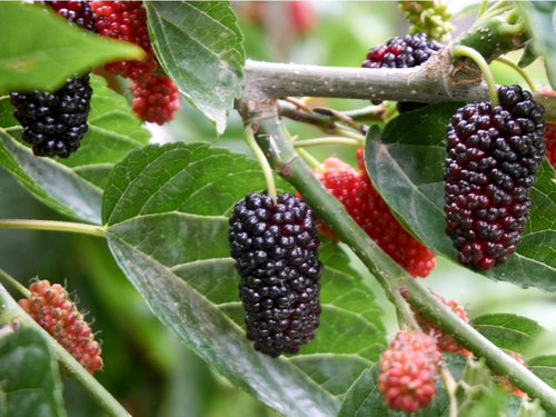 Black Mulberry Tree