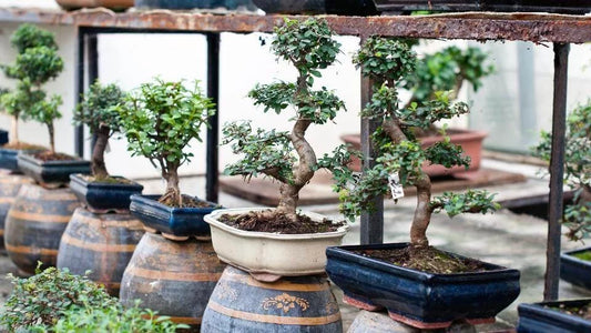 The Art of Bonsai: Miniature Trees with Majestic Stories