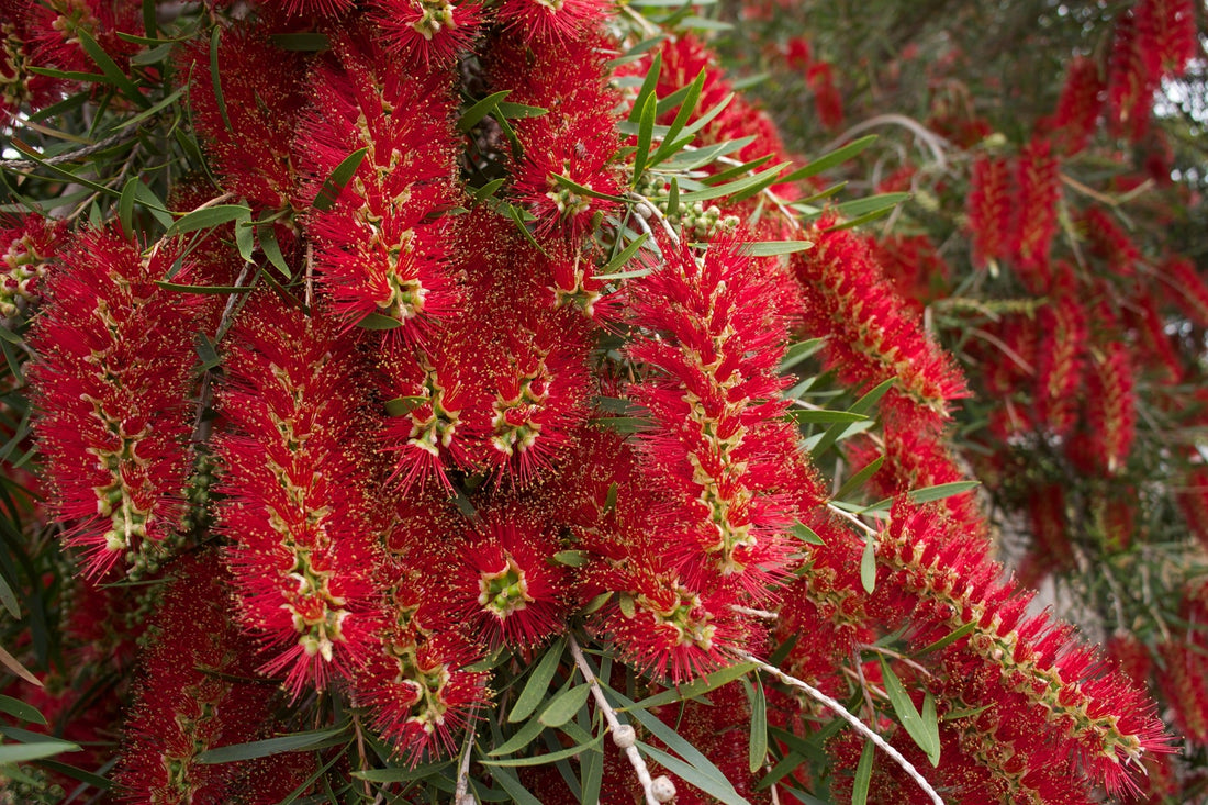 Bottle Brush Tree: Unveiling the Striking Beauty and Eco-Friendly Wonders of Nature’s Floral Masterpiece