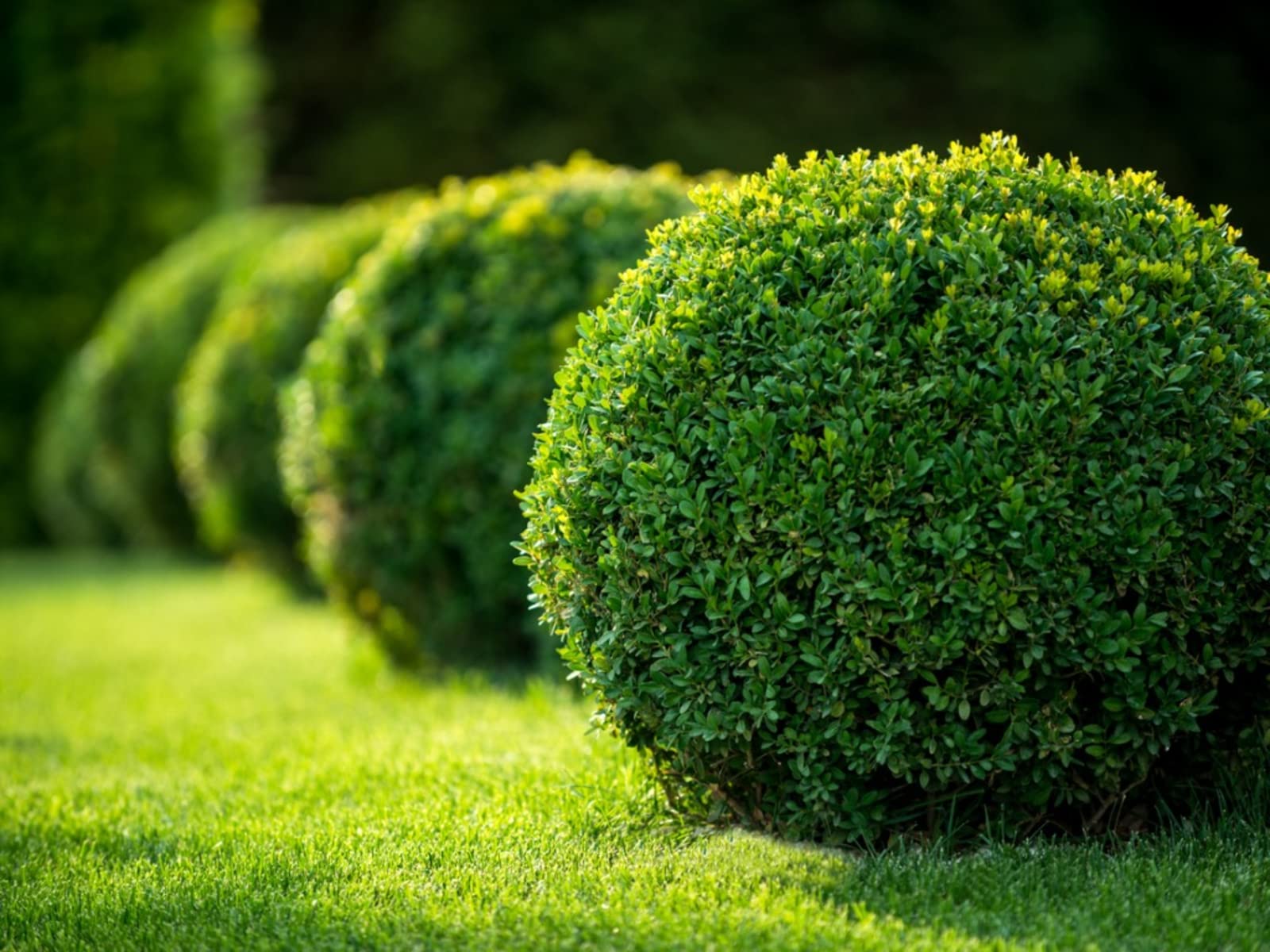 Boxo Tree Boxwood Tree: The Ultimate Guide to Care, Varieties, and Stunning Land ...