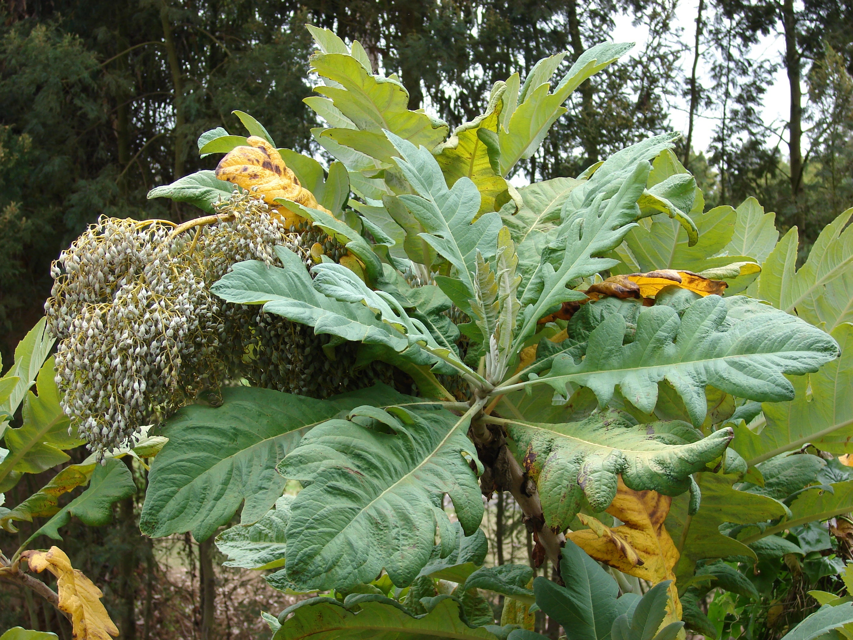 Protocup Tree Buttercup Tree: Unveiling the Secrets of Nature's Hidden Gem for Your ...