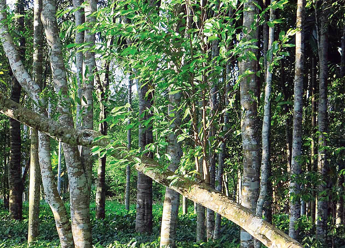 Agarwood Tree: A Fragrant Legacy