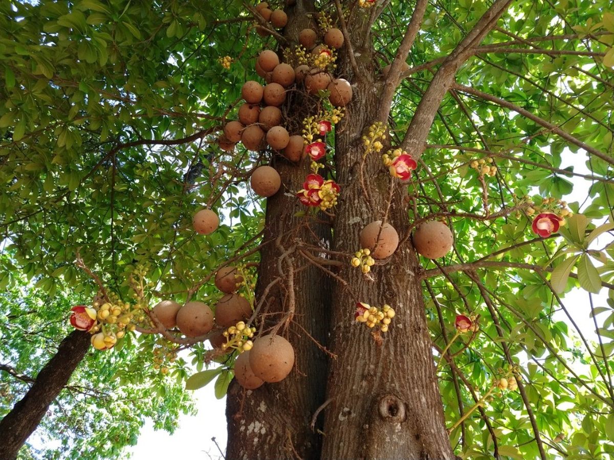 Cannonball Tree Tree: Unveiling the Mysteries and Wonders of Nature's Unique Botanical Marvel