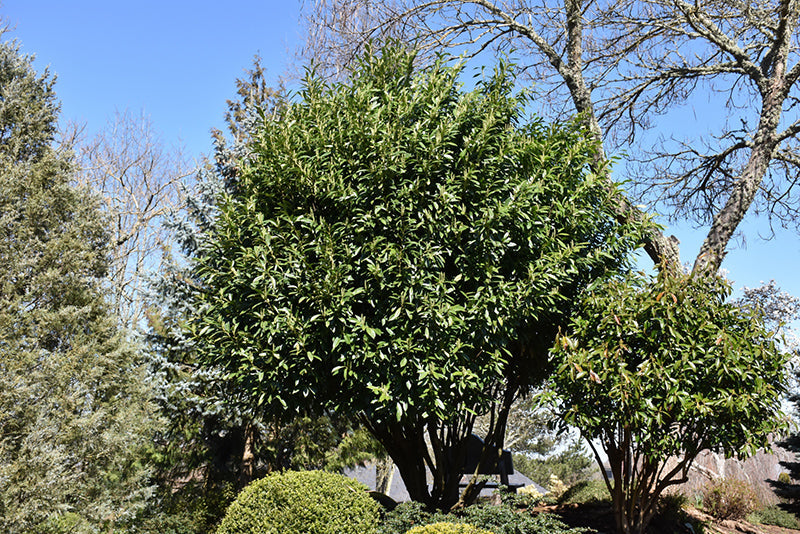 California Laurel Tree: Unlocking Nature's Aromatic Wonder