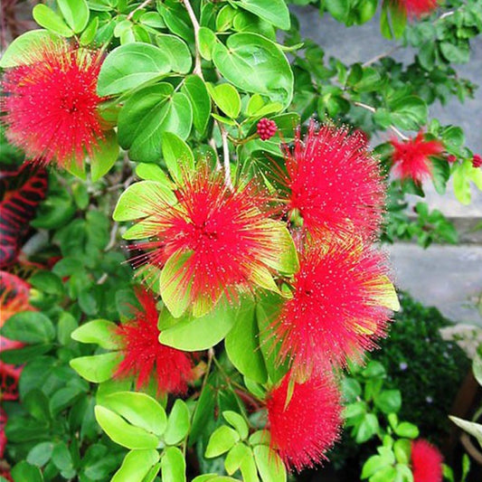 Calliandra Tree: The Stunning Pink Powderpuff Transforming Gardens, Ecosystems, and Beyond