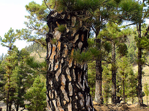 Canary Island Pine Tree
