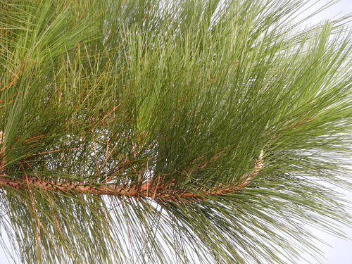 Caribbean Pine Tree