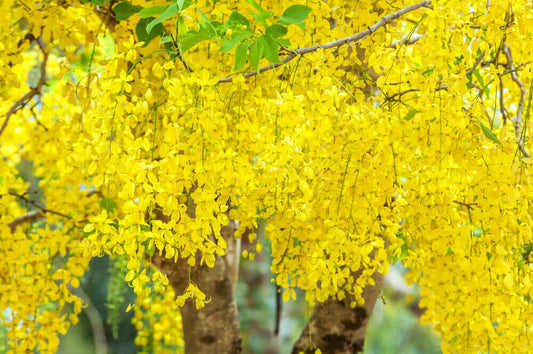 Cassia Tree: Unveiling the Golden Wonders and Healing Secrets of Nature’s Floral Treasure