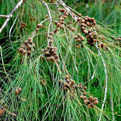 Casurina Tree